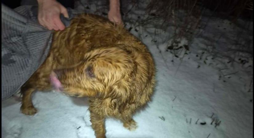 Dugólétréval mentettek kutyát a tűzoltók – videóval