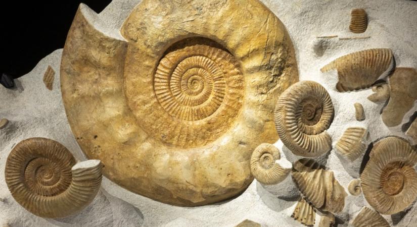 Túlélhették a kréta végi kihalást az ammoniteszek