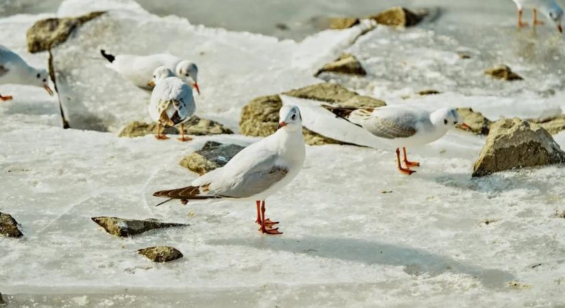 Egy rossz lépés – és kész a baj: így válhat halálos csapdává a befagyott tó