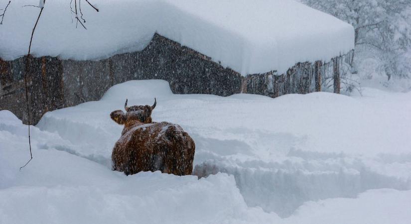 Csontig hatoló hideg, extrém kockázatok az állatoknál