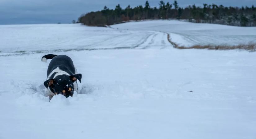 A hideg idő veszélyes az állatokra! Így védhetjük meg házikedvenceinket