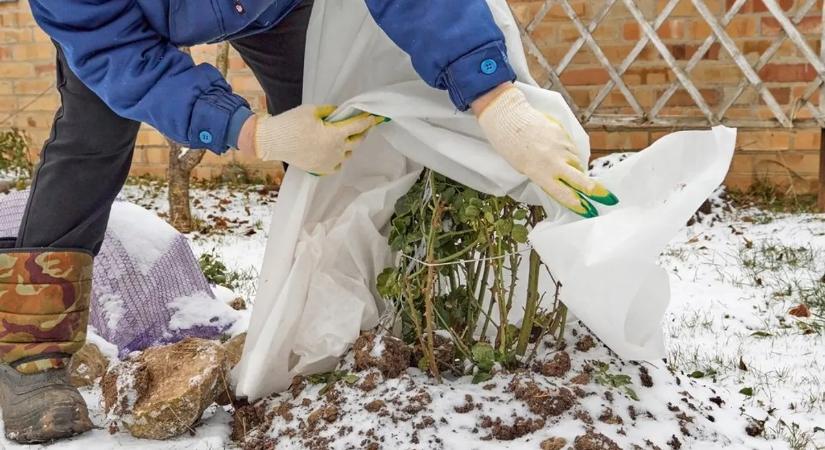 Így gondozd növényeidet a legkeményebb fagyok idején