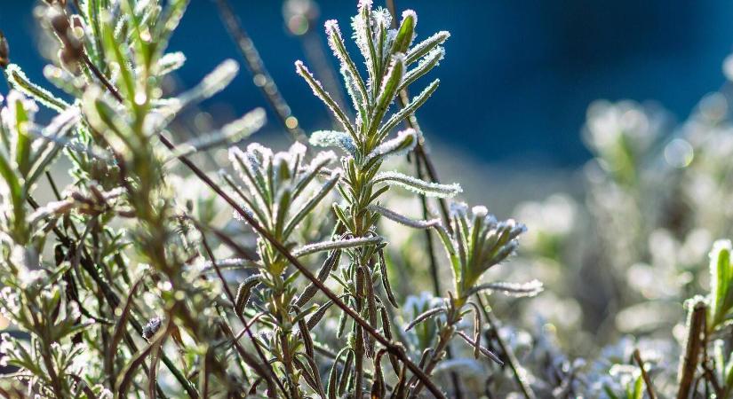 Titkos trükkök, amikkel télen is terem a kert