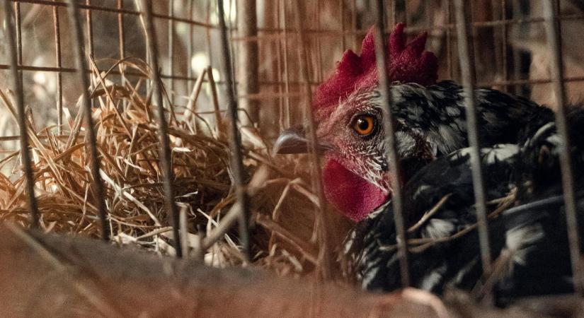 Ennek nem fogsz örülni: ez lesz, ha megszűnik a ketreces tartás