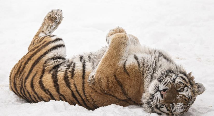 Nem kell erőlködni, ennél kedvesebb dolog nem lesz ma: hóban kéjelgő állatok