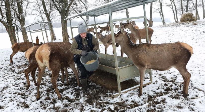 Egy napra lezárják a népszerű turistautakat a Bükkben – a kirándulókat sem engedik a közelbe
