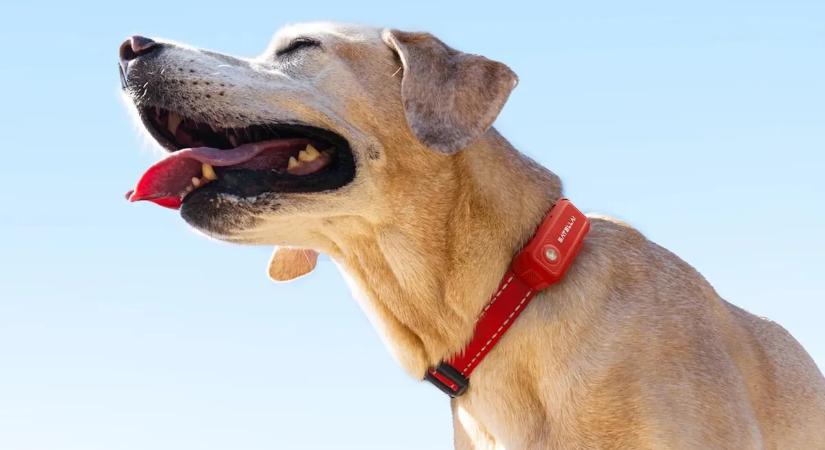 Ez a nyakörv mindent tud a kutyádról – azt is, amit te nem
