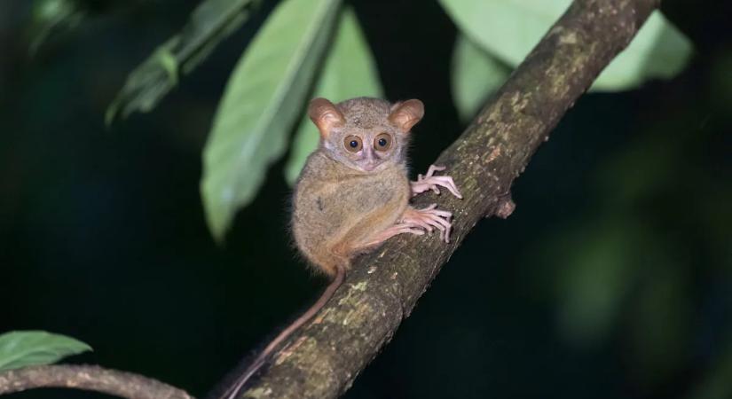Kőkemény műveltségi kvíz: mennyire ismered a Föld legkülönlegesebb állatait?