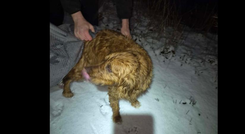 Sokkoló videó került elő: tűzoltók mentették meg a jeges tóba esett vizslát Sándorfalván