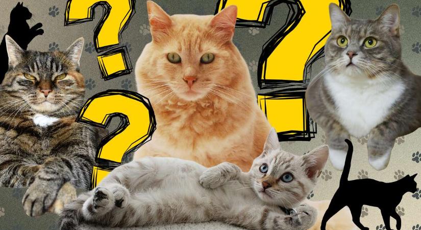 Mennyit tudsz a macskákról? – WMN-kvíz
