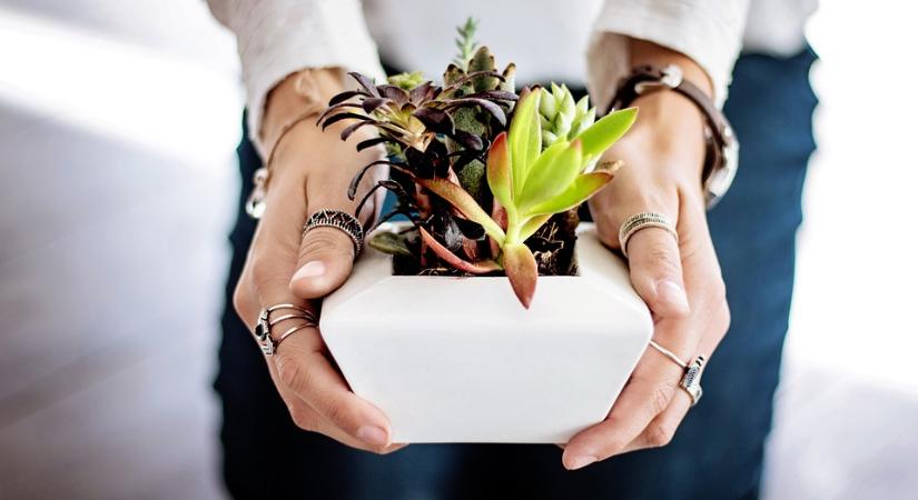 Debreceni Egyetem képzése hobbikertészeknek és növényrajongóknak: beltéri dísznövények gondozása és hidropóniás növénynevelés