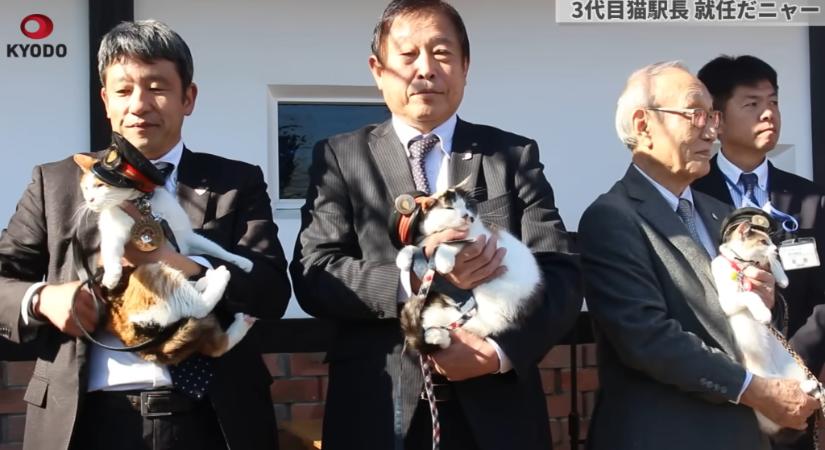 Átvette állomásfőnöki megbízatását Jonotama, a trikolór cica