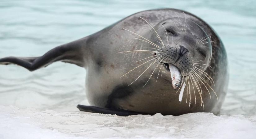 Különleges téli hangulatba burkolózott a Veszprémi Állatkert (galéria  videó)