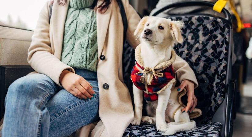 Utazás kutyával? Tájékozódj előre, mert nem biztos, hogy felengednek a buszra!