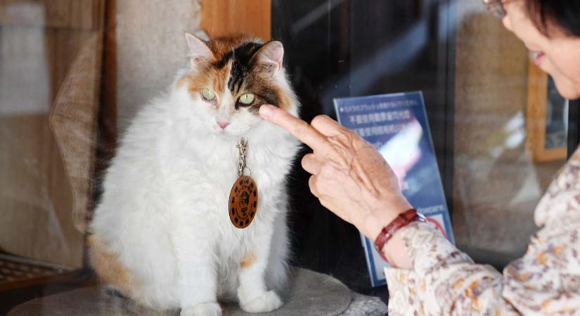 Egy macskát neveztek ki vasúti állomásfőnöknek