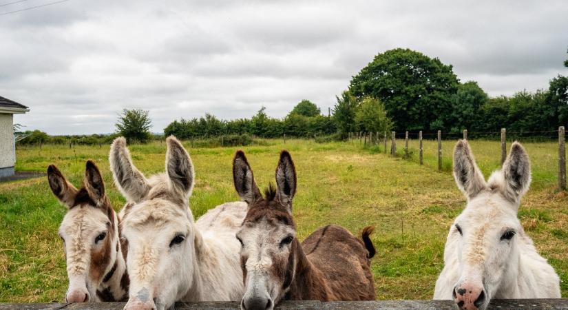 Írország is ellenzi az EU és a dél-amerikai országok szabadkereskedelmi egyezményét
