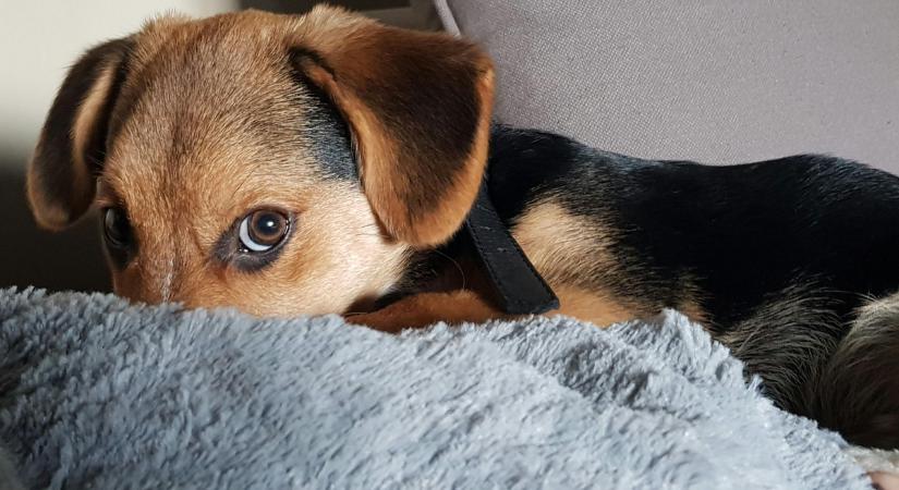 Különös helyről kaptak segítséget a farkasordító hidegben az állatmenhelyek