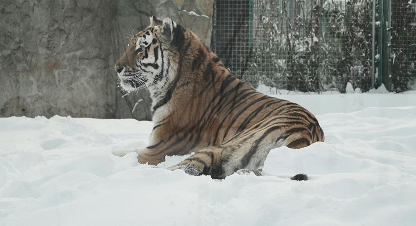 Az unaloműzésről is gondoskodni kell télen a debreceni állatkertben