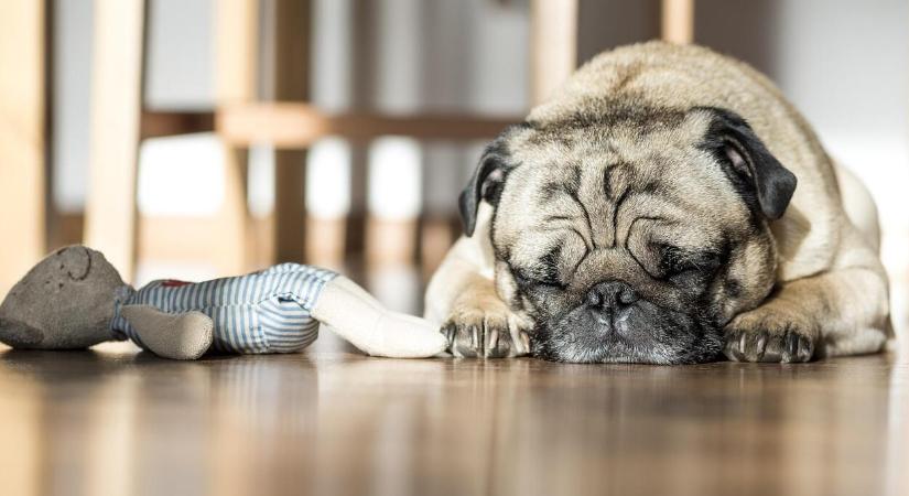 Miért remeghet a kutyád? Ezek lehetnek a rejtett okok!