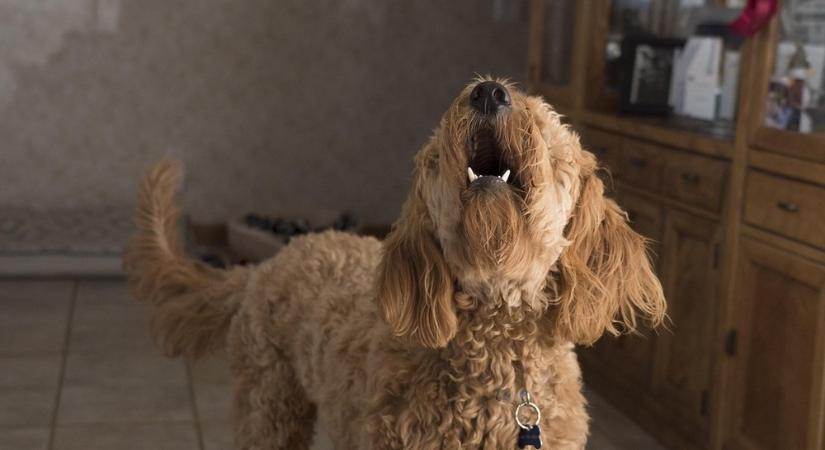 Miért ugat a kutya egyedül otthon?