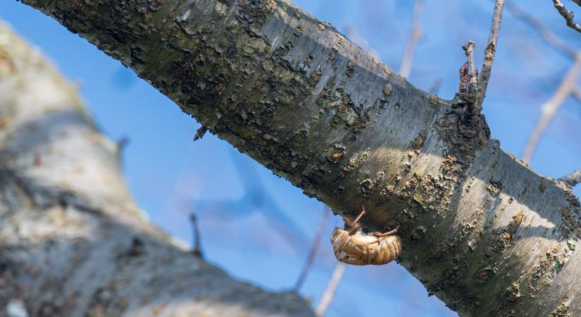 Kabócaprobléma: Mit old meg a hideg tél?