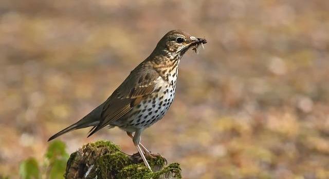 Az énekes rigó az év madara 2026-ban