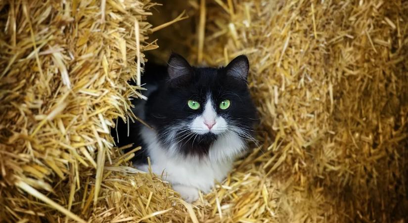 Fontos segítséget kaptak az állatmenhelyek