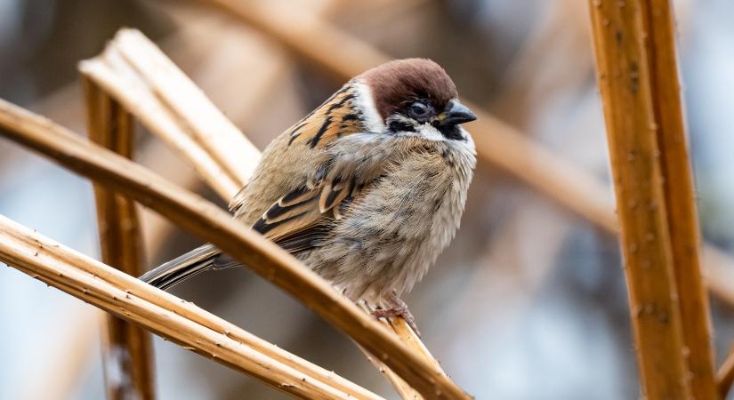 Nem csak magokkal, vízzel is segíthetjük a madarakat az extrém hidegben