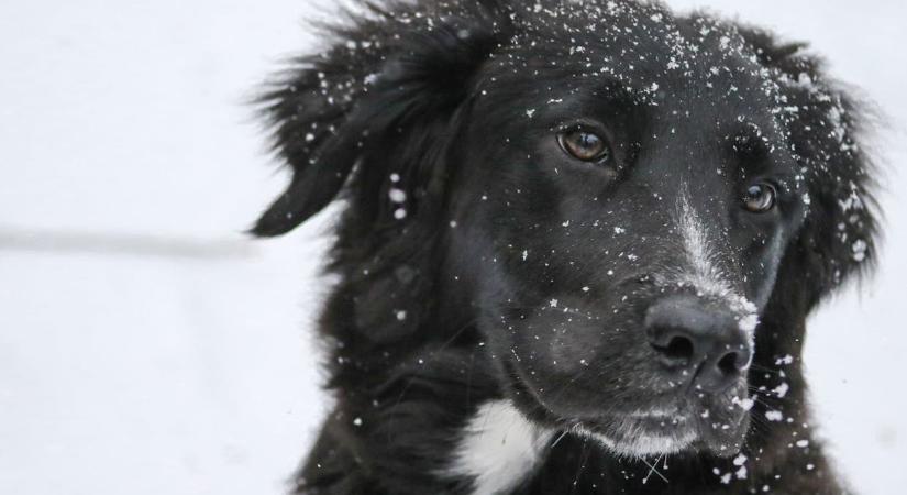 Sarkvidéki fagy tarolja le az országot, már a háziállatok is veszélyben vannak