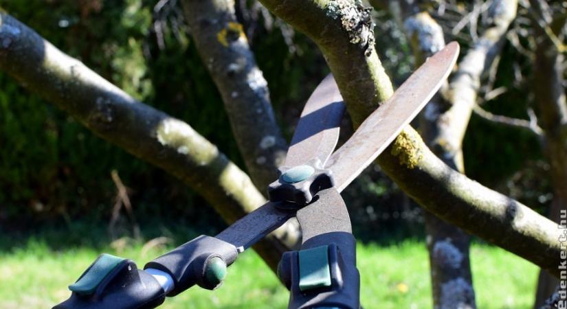 Ezeket a fákat, bokrokat tilos januárban és februárban metszeni