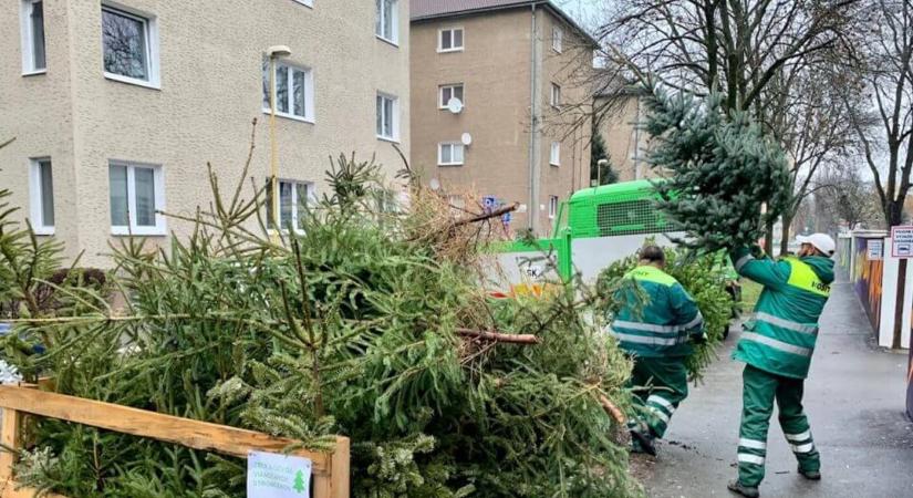Kassán már tegnaptól gyűjtik a kidobott karácsonyfákat