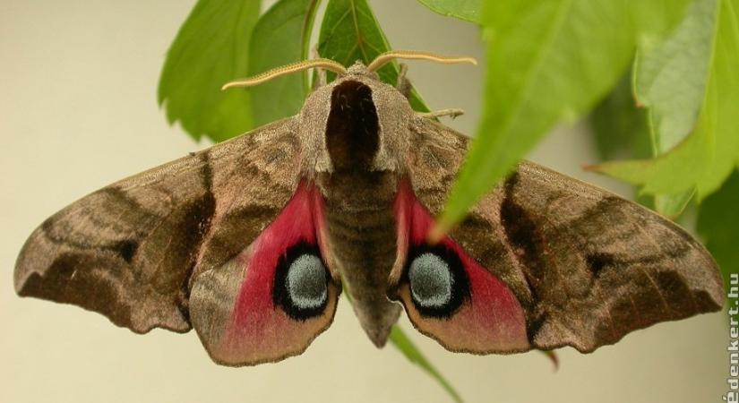 5 különleges beporzó rovar