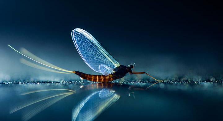 Ezek az állatok a társkeresés ászai, szemük kizárólag erre specializálódott