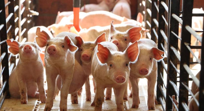 A szomszédos vármegyében nagy baj van a sertésekkel: lépett a Nébih