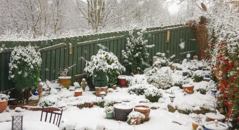 Hó, fagy és mínuszok – Így óvhatod kerted növényeit a téli károktól