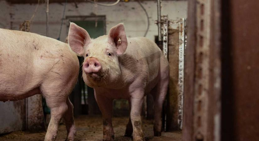 Ismét felütötte a fejét az afrikai sertéspestis Arad megyében – 1500 állatot pusztítanak el