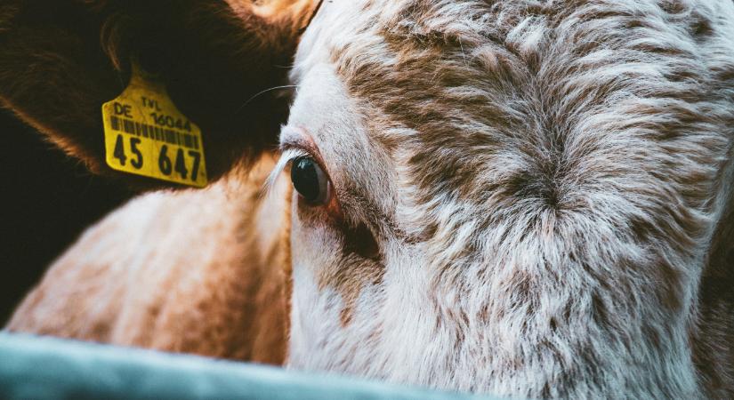 Agrárgazdasági Kamara: az EU abban látja a küldetését, hogy tönkretegye az élelmiszerpiacot