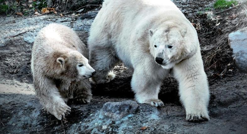 Mínusz 50 fok, dermesztő víz, mégis vígan élnek: a jegesmedvék a természet legelképesztőbb túlélői