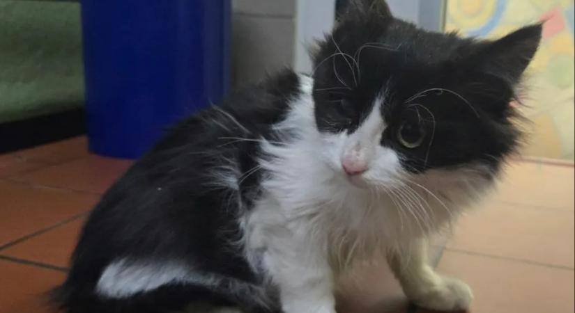 Kamionba rejtőzve csempészte magát Németországba egy török macska