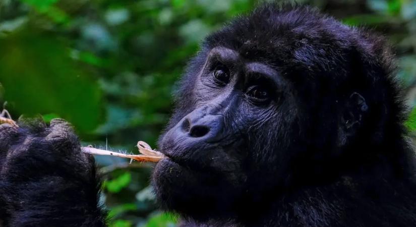 Iker gorillabébik születtek - ezeket a cukiságokat látni kell