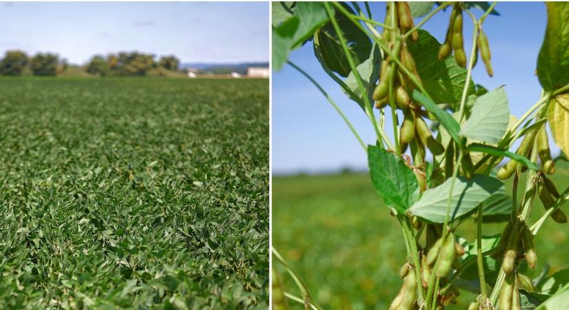 Nagy terméspotenciál, biztos állomány: szójafajták a KWS-től