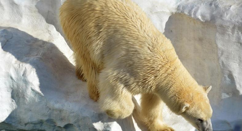 Életükben először láttak havat a nyíregyházi jegesmedve bocsok - videó
