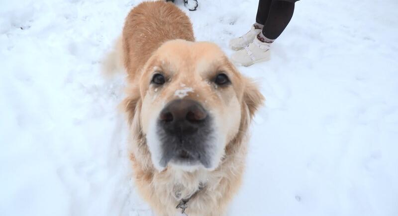 A kutyahidegben jobban kell óvni a kedvenceket