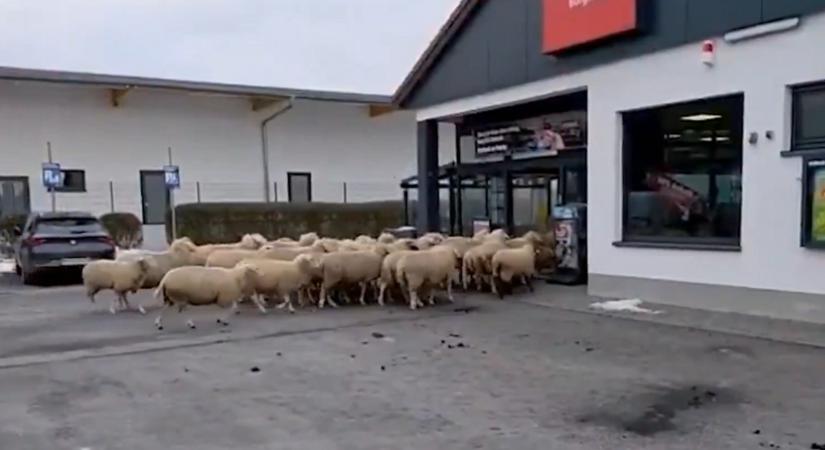 Váratlan fordulatot vett az egyszerűnek induló bevásárlás, ötven birka tört be egy Pennybe