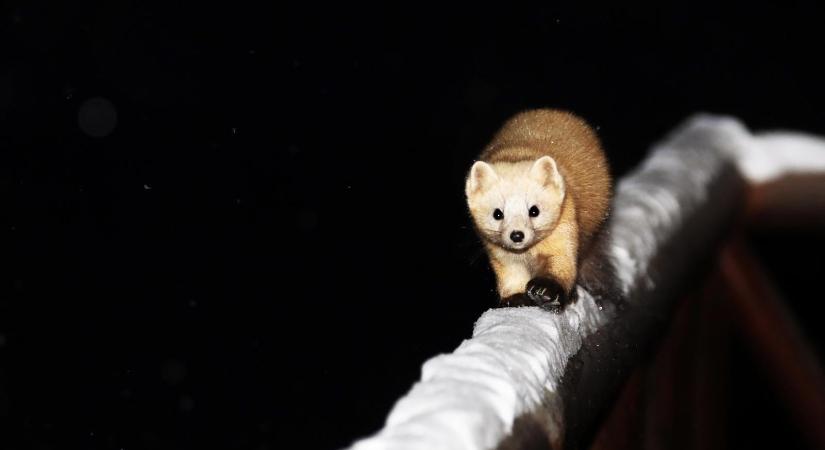 Szia, pszichopata! – Rajongó galéria a menyétfélékről, amelyeket az anyatermészet egyszerűen nem tanított meg félni