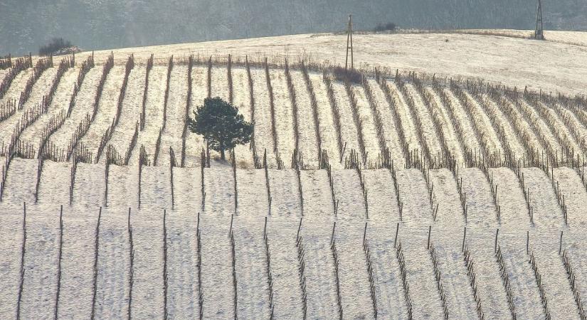 Több egri bor került a Magyar Borszakírók Köre Super 12 válogatásába