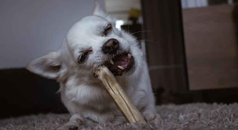 Megenne-e a kutyád vagy a macskád, ha egyedül halnál meg? – a biológia válasza meglepően prózai