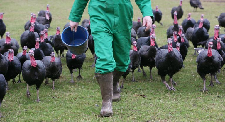 Ismét megjelent Magyarországon a madárinfluenza