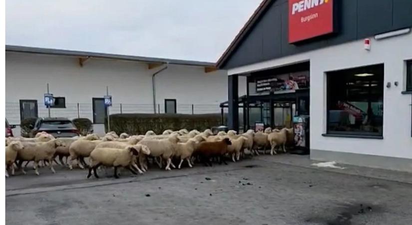 50 birka tört be egy Pennybe – videó