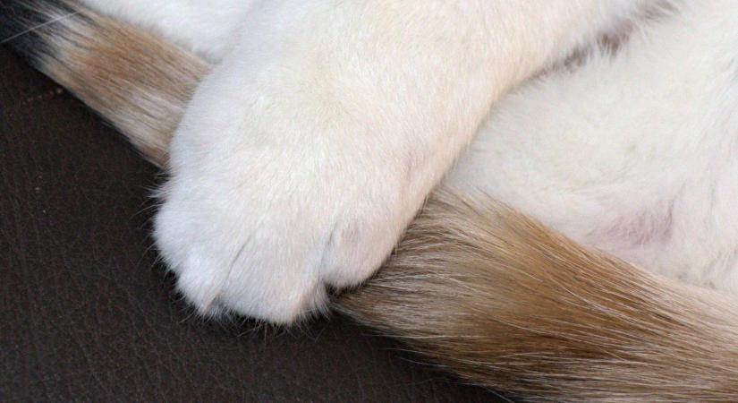 Teherautó rakterében élt túl egy egyhetes utazást étlen-szomjan egy kismacska